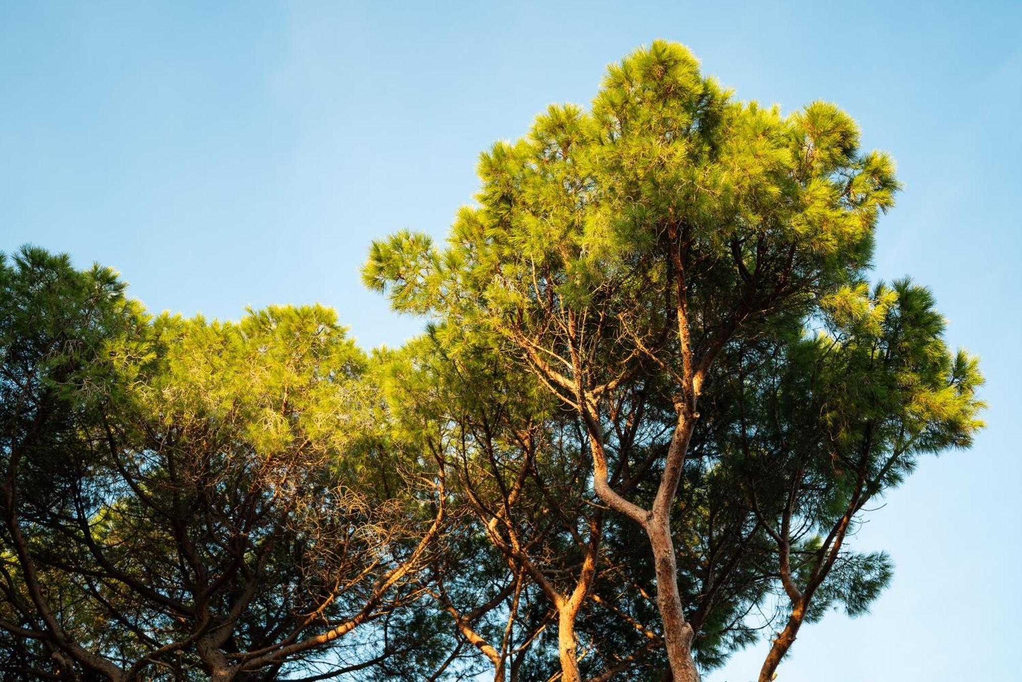 Hotel Parco Dei Pini - 100Mt Dal Mare Follonica Ngoại thất bức ảnh
