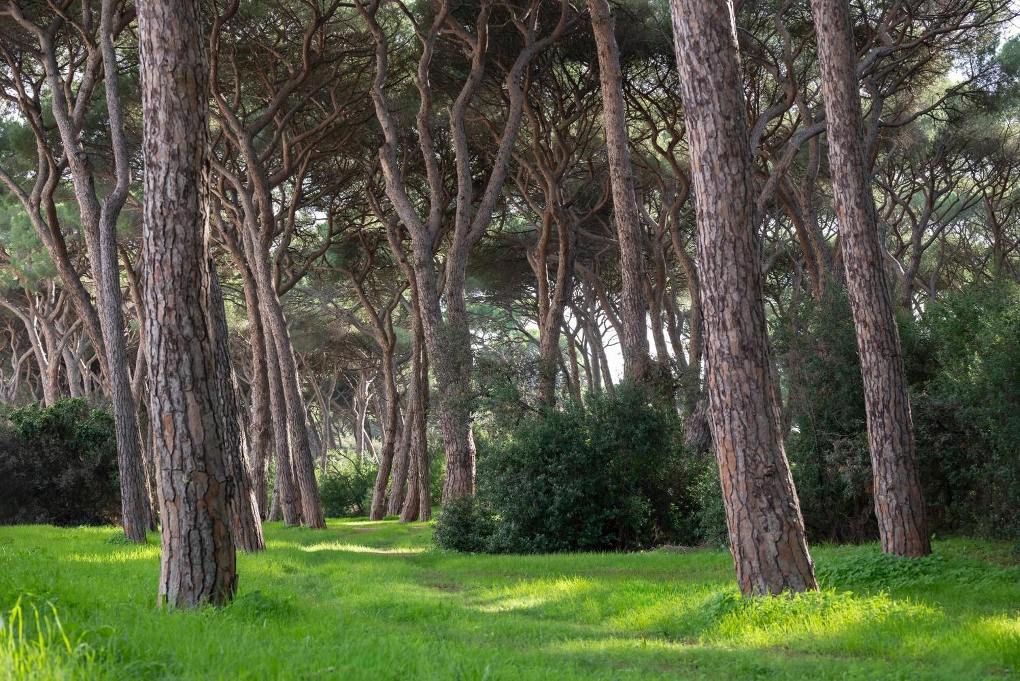 Hotel Parco Dei Pini - 100Mt Dal Mare Follonica Ngoại thất bức ảnh